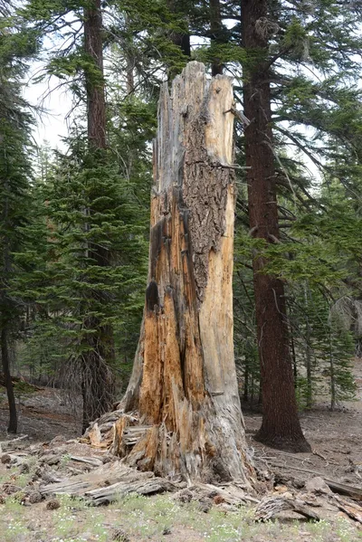 DSC_3250 (Large).JPG